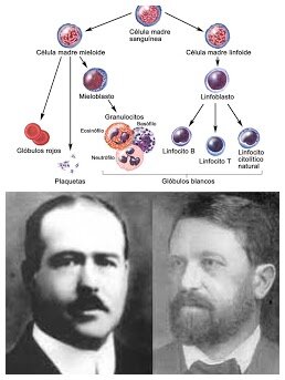 La genètica de generació en generació