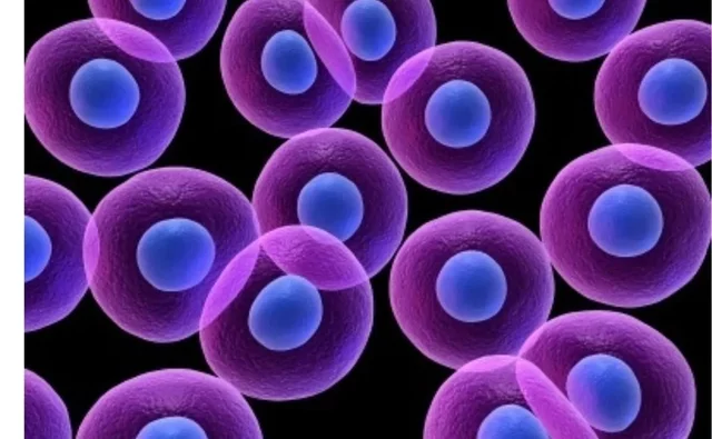 Es planteja per primer cop la teoria cel·lular.