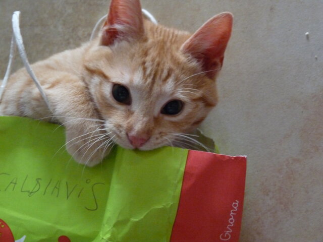 Tinc el meu primer gat