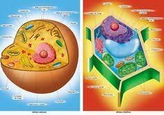 Científics afirmen que els vegetals i animals estàn formats per cèl·lules.