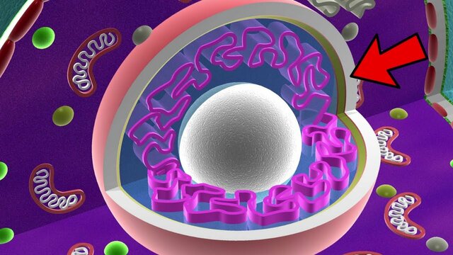 Nucli de la cèl·lula