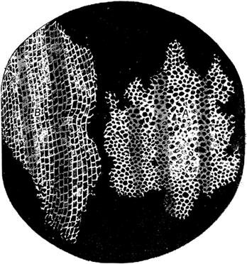 PRIMER DIBUIX DE CÈL·LULES MORTES