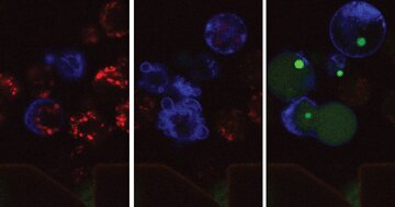LA REPROGRAMACIÓN CELULAR