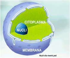 El núcli de la cèl·lula
