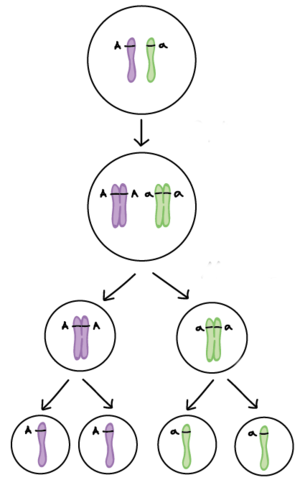 La cèl·lula es considera la unitat genètica