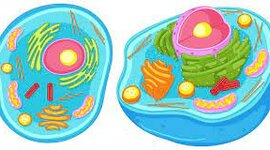 Timeline: L'evolució del coneixement de la cèl·lula al llarg dels anys🦠🧬