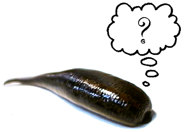 Presenta ante la Sociedad Pliniana un descubrimiento