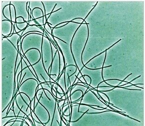 Chloroflexus aurantiacus