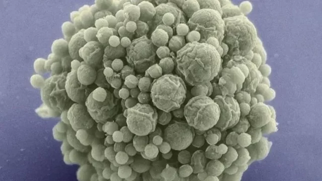 trasplante del ADN artificial