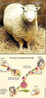 Clonación (Primer ser vivo)