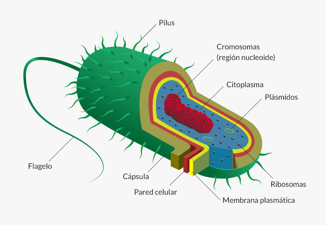 Aparicion de la celula procariota