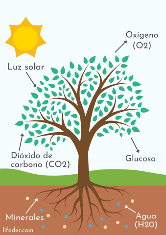 Aparición de la fotosintesis