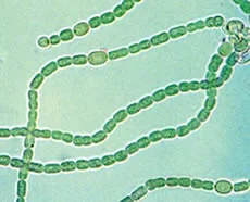 Aparición de organismos pluricelulares