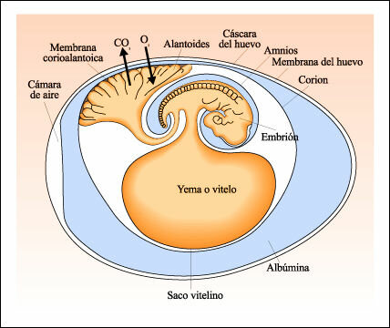 Aparición de huevo amniota