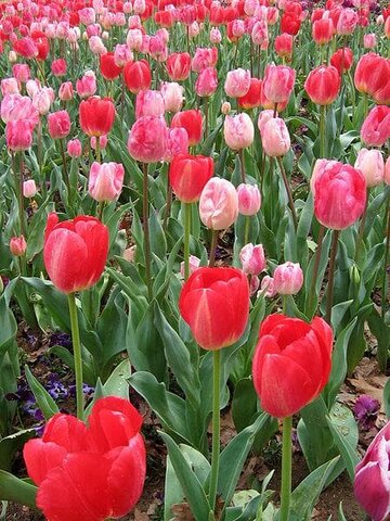 Aparición de las angiospermas