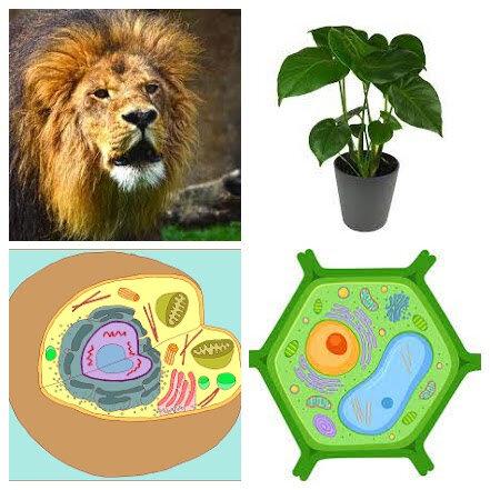 ALGUNS CIENTÍFICS AFIRMEN QUE TOTS ELS 🌿 VEGETALS I ANIMALS🐄ESTAN FORMATS PER CÈL·LULES