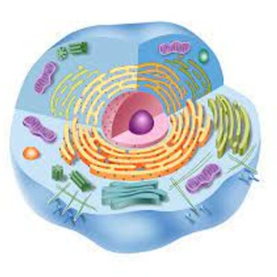 Timeline: Història de la cèl·lula🦠