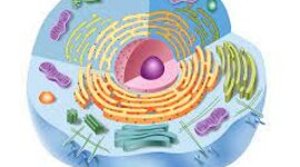 Timeline: Història de la cèl·lula🦠