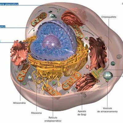 Timeline: El descobriment de la cèl·lula