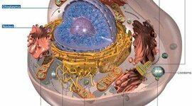 Timeline: El descobriment de la cèl·lula