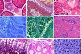 Cèl·lula considerada unitat estructural i morfològica