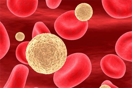 Les cèl·lules eucariotes i procariotes