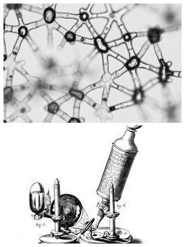 S'aconsegueix Microscopi de 200 augments i s'observen les primeres cèl·lules vives