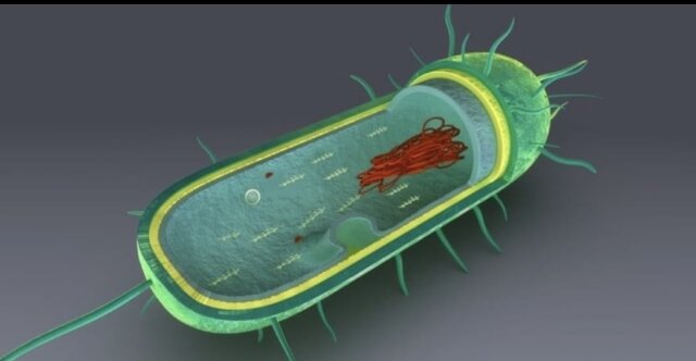 Aparición de la célula procariota
