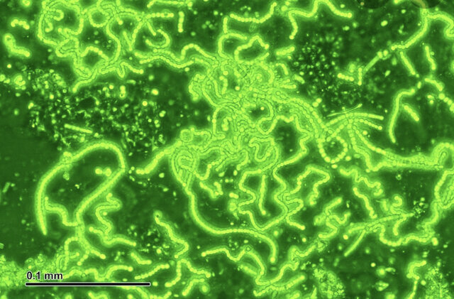 Aparición de la fotosíntesis