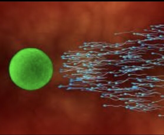 Aparición de la reproducción sexual