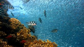 Timeline: Esempio1ASA