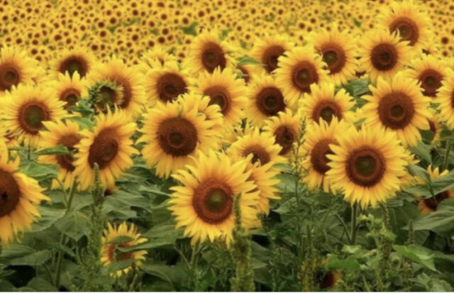 Las plantas angiospermas