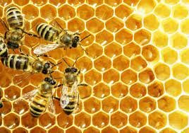 The Colony Collapse