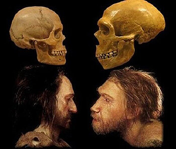 Homo Neandertal y Sapiens.