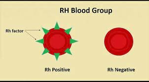 RH protein is discovered