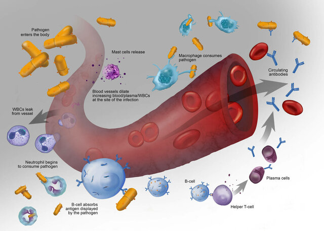 Scientists began developing blood screening tests for infectious diesases