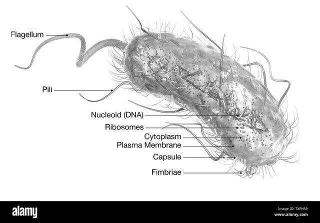 E Coli. and Salmonella