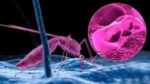 Descubrimiento del ciclo de vida del parásito de la Malaria.