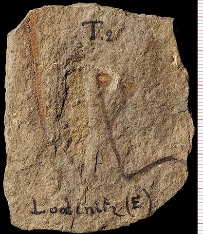 Esimesed maismaataimed