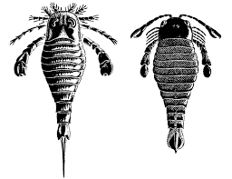 Esimesed loomad maismaal