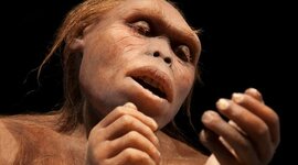 Timeline: EVOLUCION DEL HOMBRE