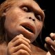 Australopithecus e1534180383926
