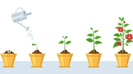 Timeline: COMO CRECEN LAS PLANTAS