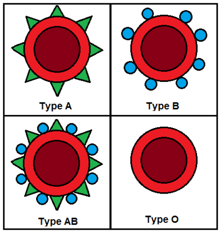 Discovery of the 4th Blood Type