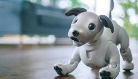 AIBO