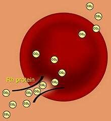 Discovery of the Rh Protein