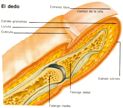 Marcelo Malpighi, profesor en anatomía de la Universidad de Bolonia, Italia