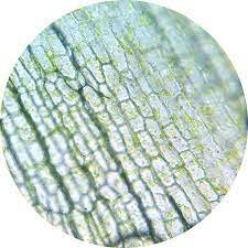 Células En Las Plantas