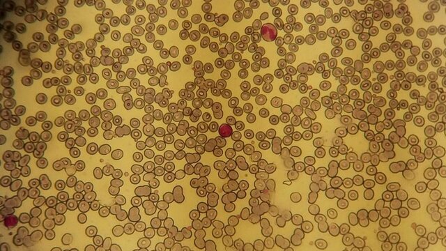 Células En Los Animales