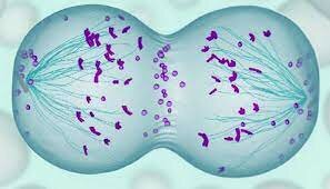 Origen De Las Células